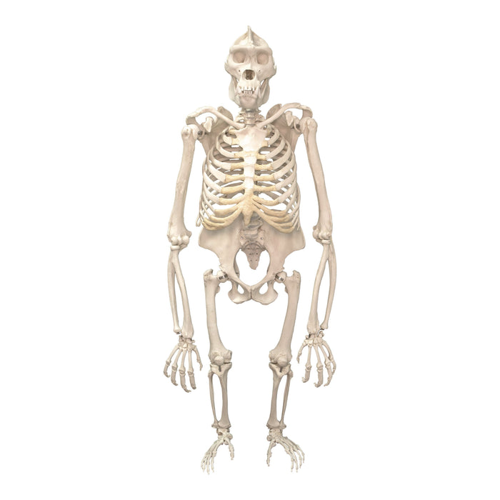 Replica Gorilla Skeleton