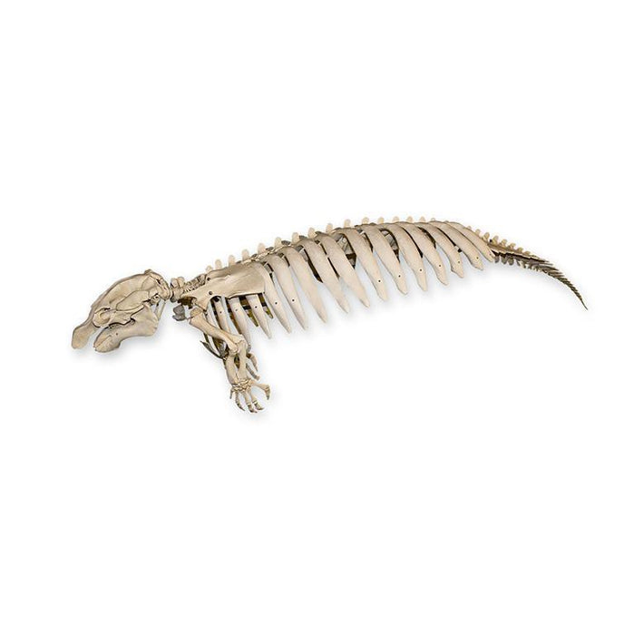 Replica Florida Manatee Skeleton