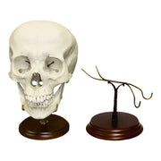 Human Skull Display Stand