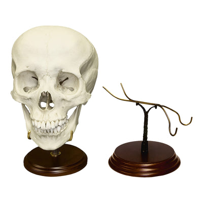 Human Skull Display Stand