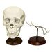 Human Skull Display Stand