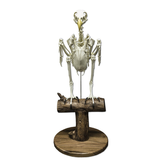 Replica Bald Eagle Skeleton - Articulated