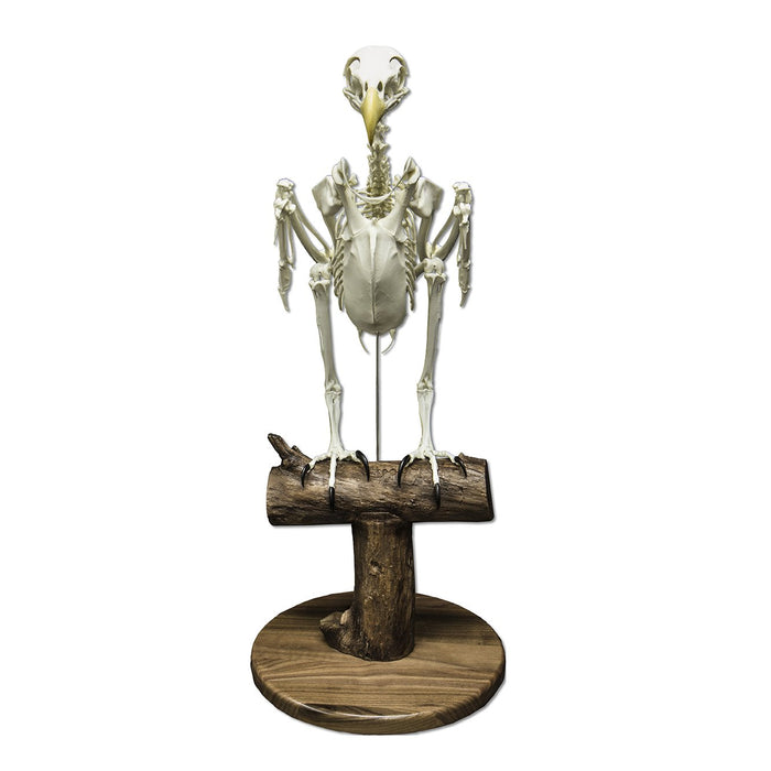 Replica Bald Eagle Skeleton - Articulated