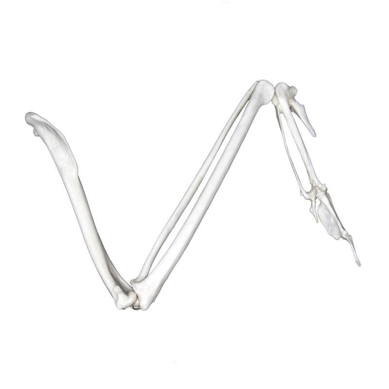 Replica Golden Eagle Wing - Articulated