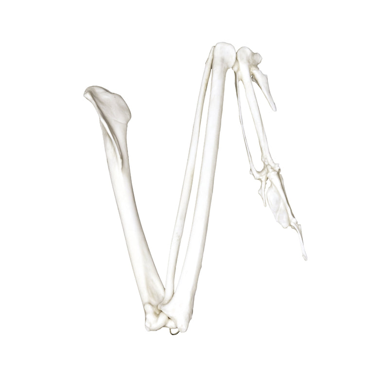 Replica Golden Eagle Wing - Articulated