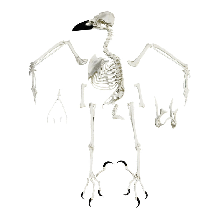 Replica Raven Skeleton