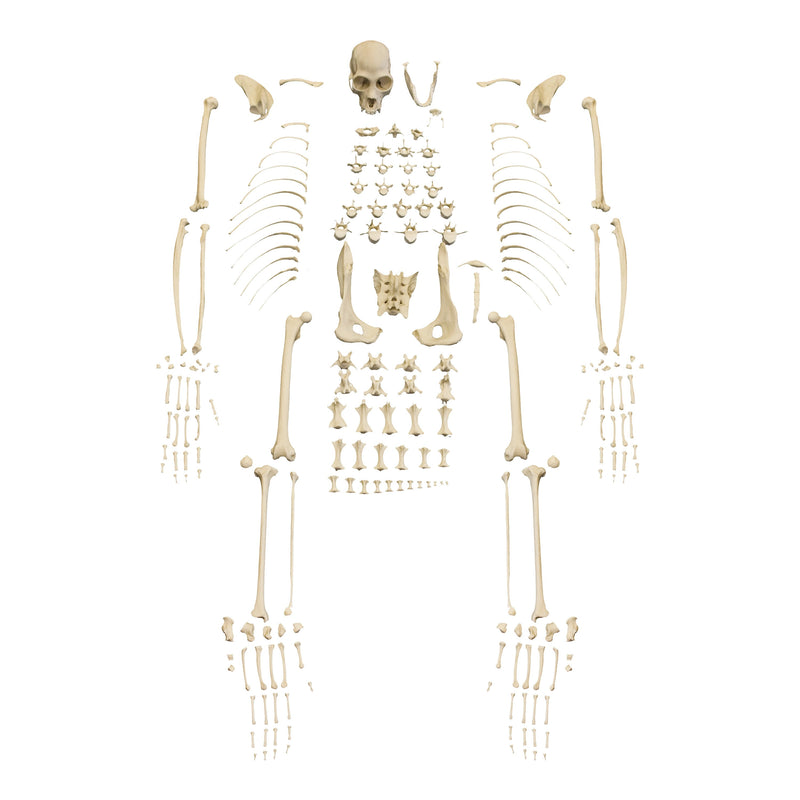 Replica Black Spider Monkey Skeleton