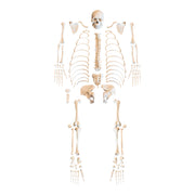 Replica Human Skeleton - Robust Asian Male