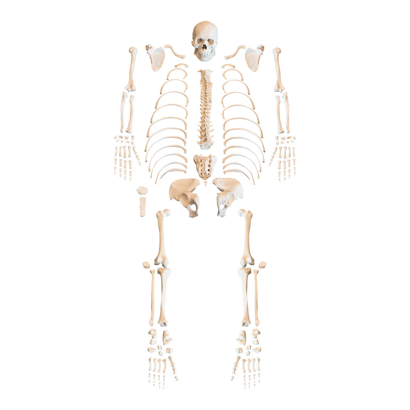 Replica Human Skeleton - Robust Asian Male