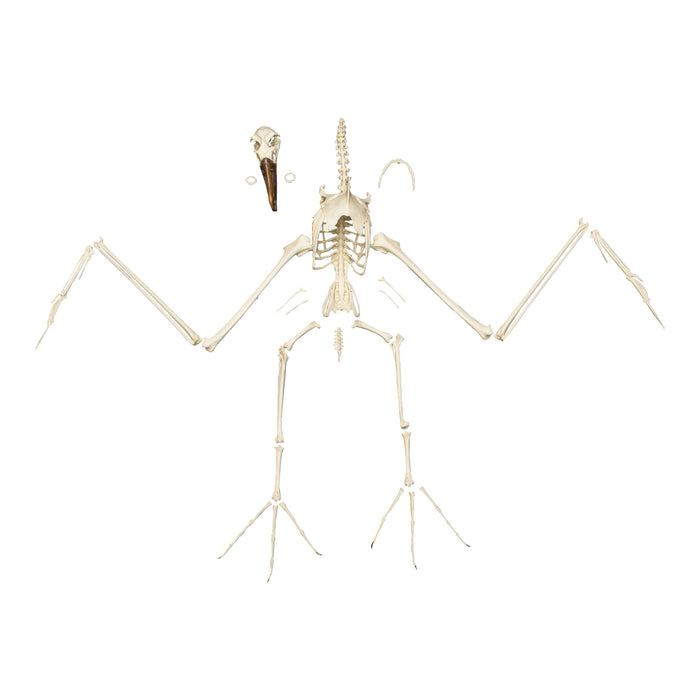 Replica Black-footed Albatross Skeleton
