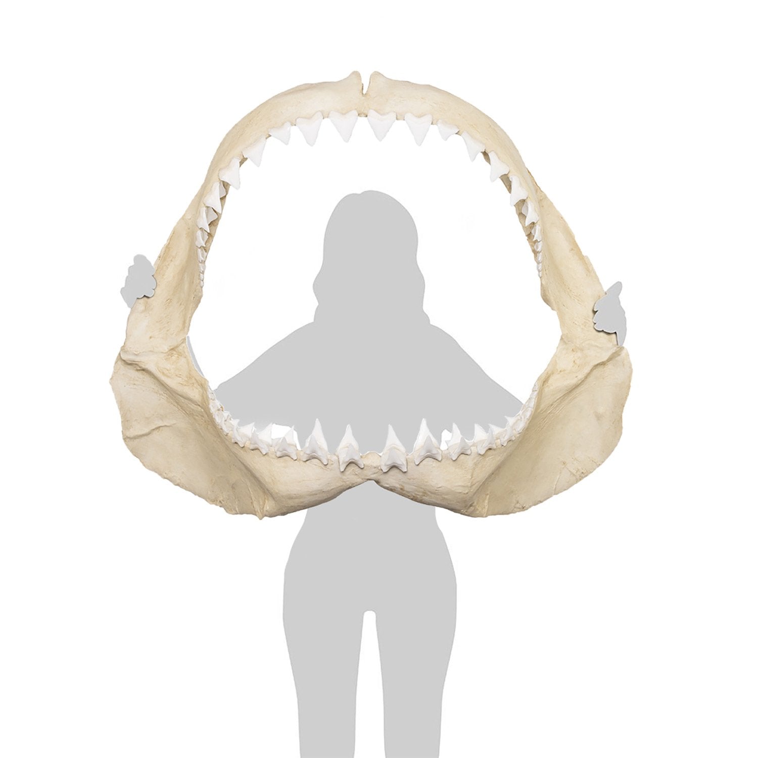 Replica Great White Shark Jaw For Sale — Skulls Unlimited
