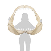Replica Great White Shark Jaw