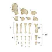 Real Human Foot - Individual Bones