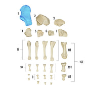 Real Human Foot - Individual Bones