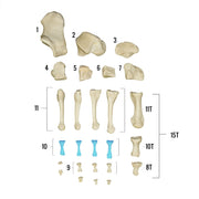 Real Human Foot - Individual Bones