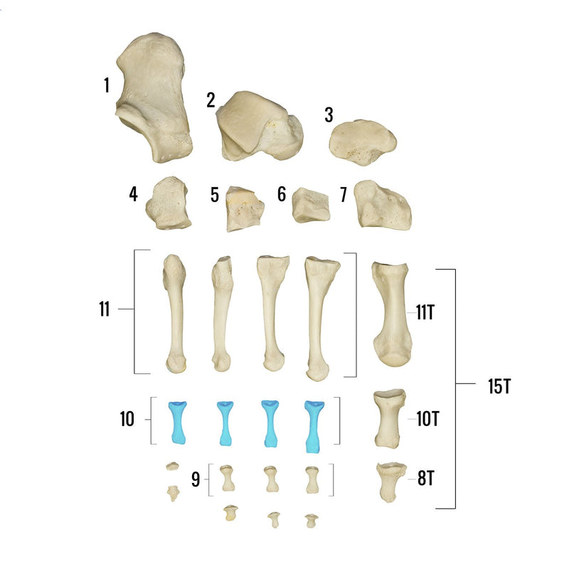 Real Human Foot - Individual Bones