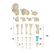 Real Human Foot - Individual Bones