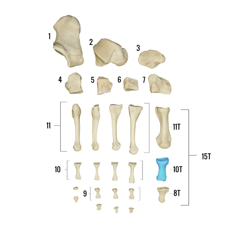 Real Human Foot - Individual Bones