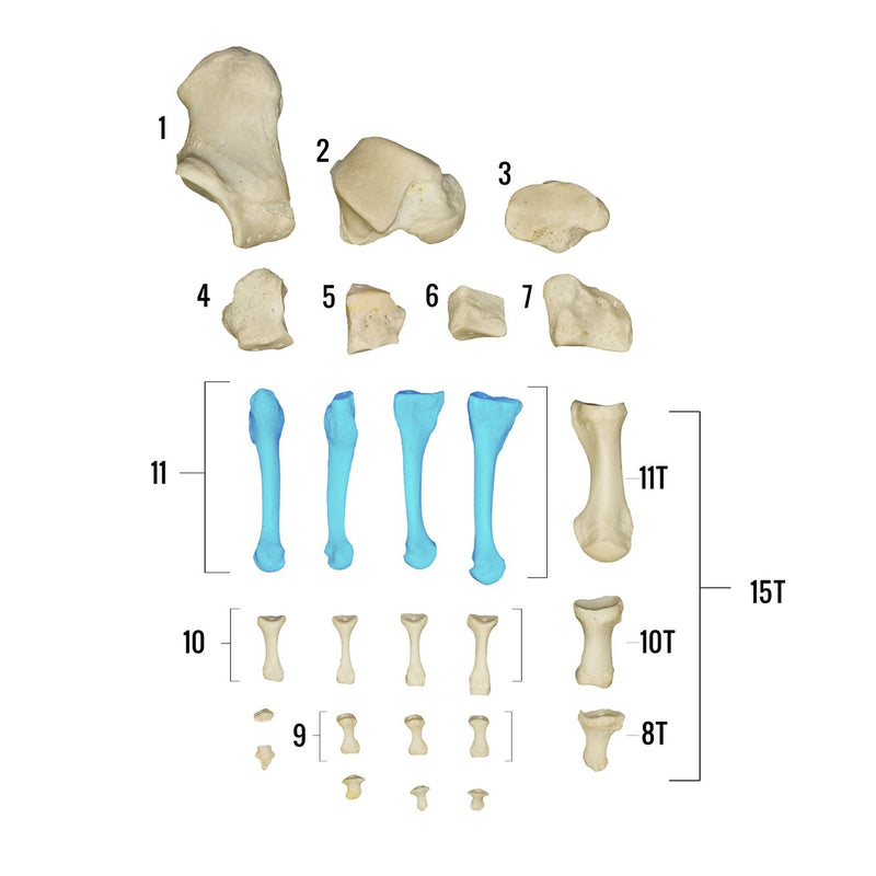 Real Human Foot - Individual Bones