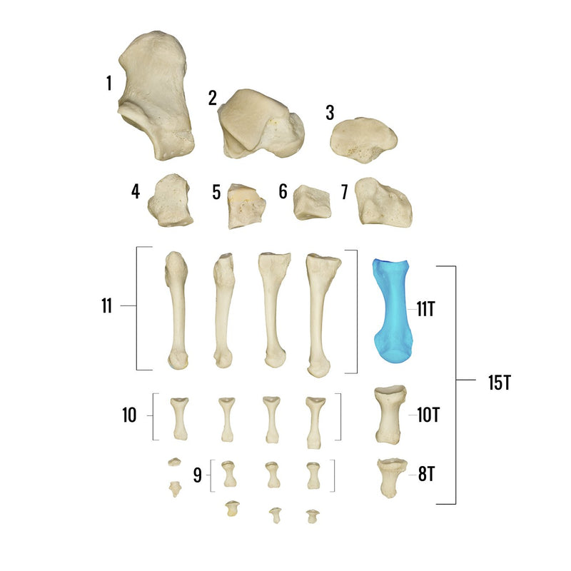 Real Human Foot - Individual Bones