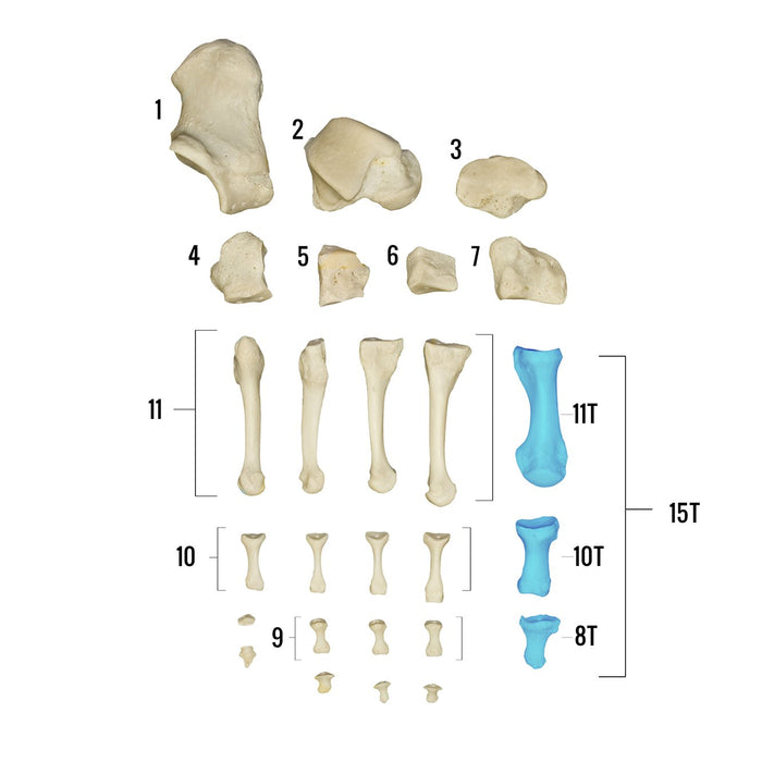 Real Human Foot - Individual Bones