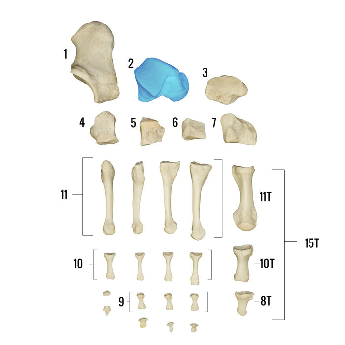 Real Human Foot - Individual Bones