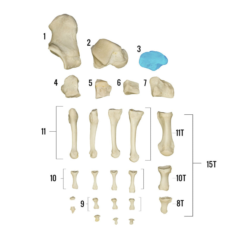 Real Human Foot - Individual Bones