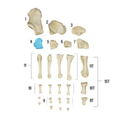 Real Human Foot - Individual Bones