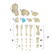 Real Human Foot - Individual Bones