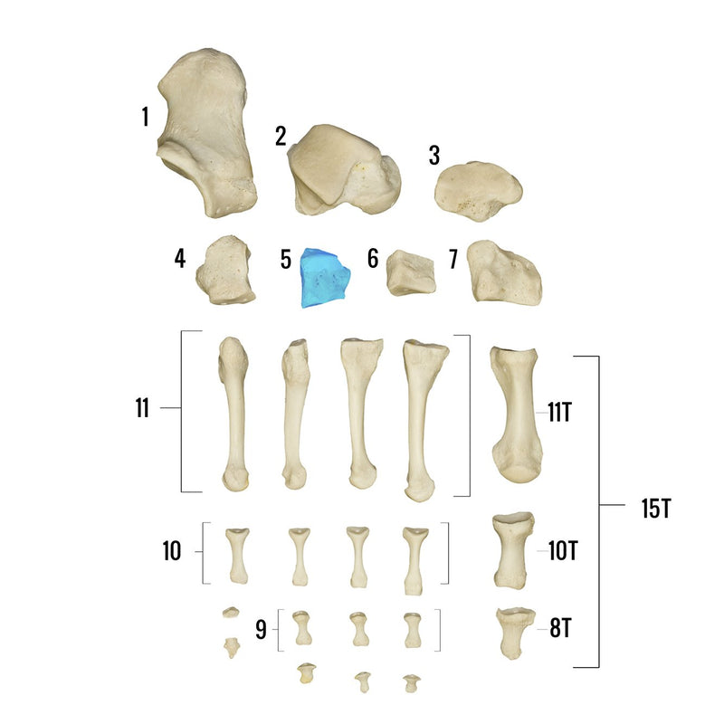 Real Human Foot - Individual Bones