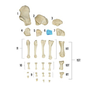 Real Human Foot - Individual Bones