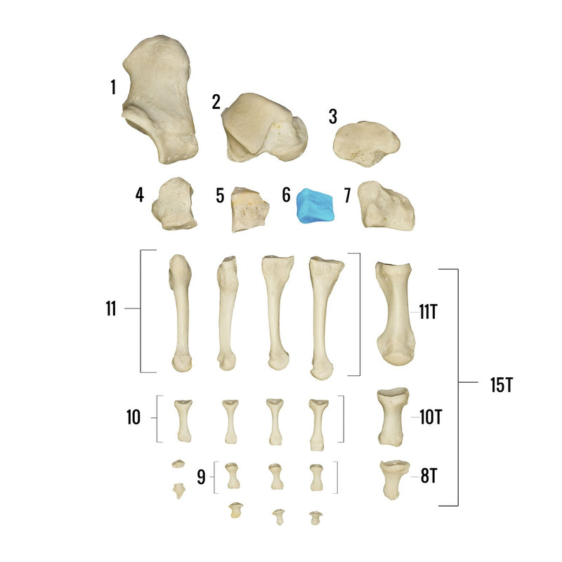 Real Human Foot - Individual Bones