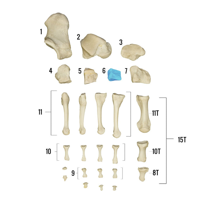 Real Human Foot Individual Bones For Sale — Skulls Unlimited