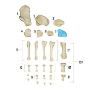 Real Human Foot - Individual Bones