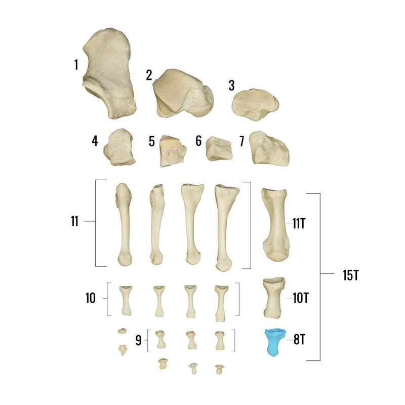 Real Human Foot - Individual Bones