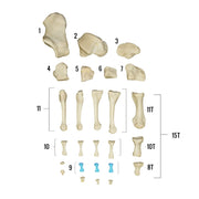 Real Human Foot - Individual Bones