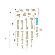 Real Human Hand - Single Individual Bones