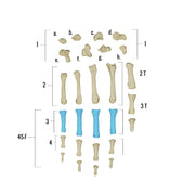 Real Human Hand - Single Individual Bones