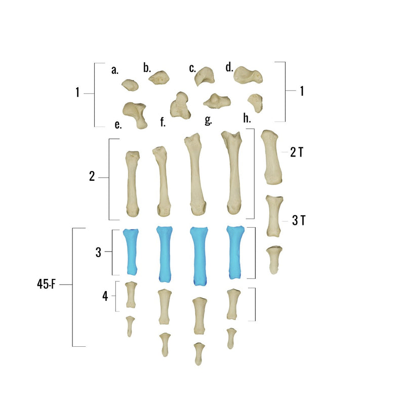 Real Human Hand - Single Individual Bones