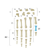 Real Human Hand - Single Individual Bones