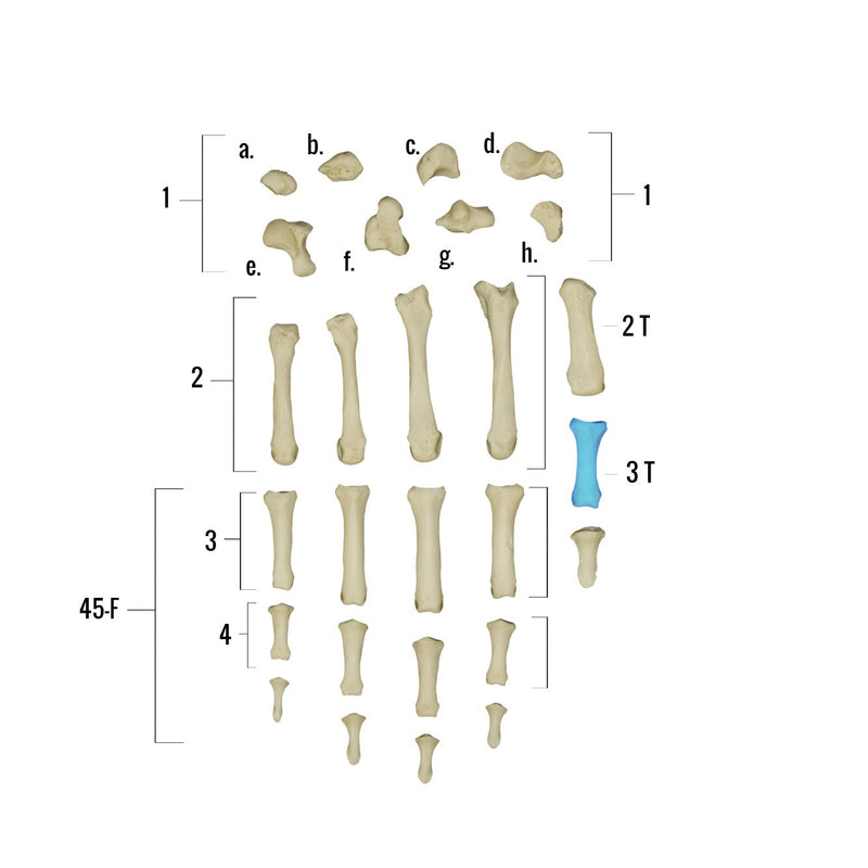 Real Human Hand - Single Individual Bones