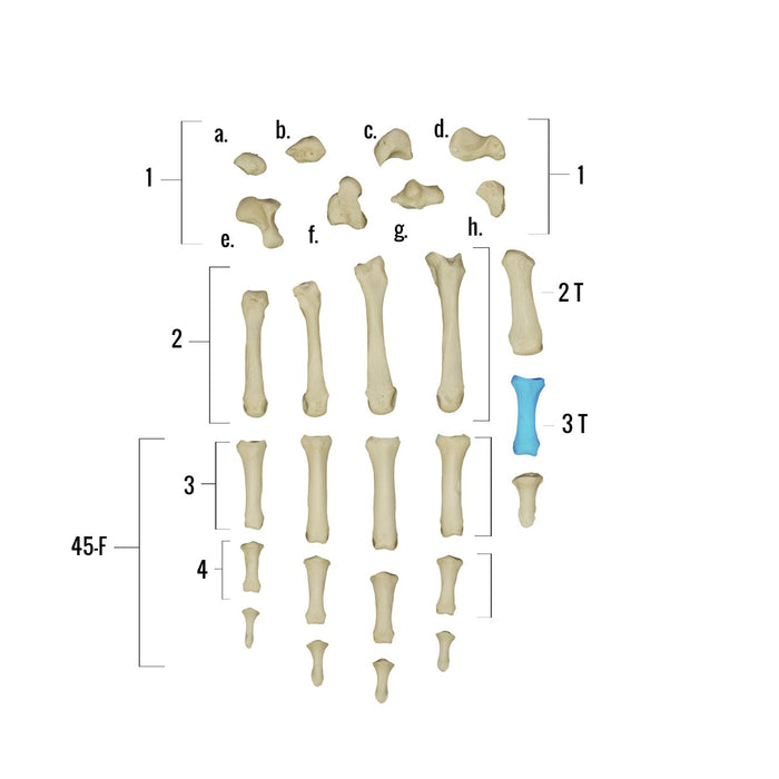 Real Human Hand - Individual Bones
