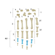 Real Human Hand - Single Individual Bones