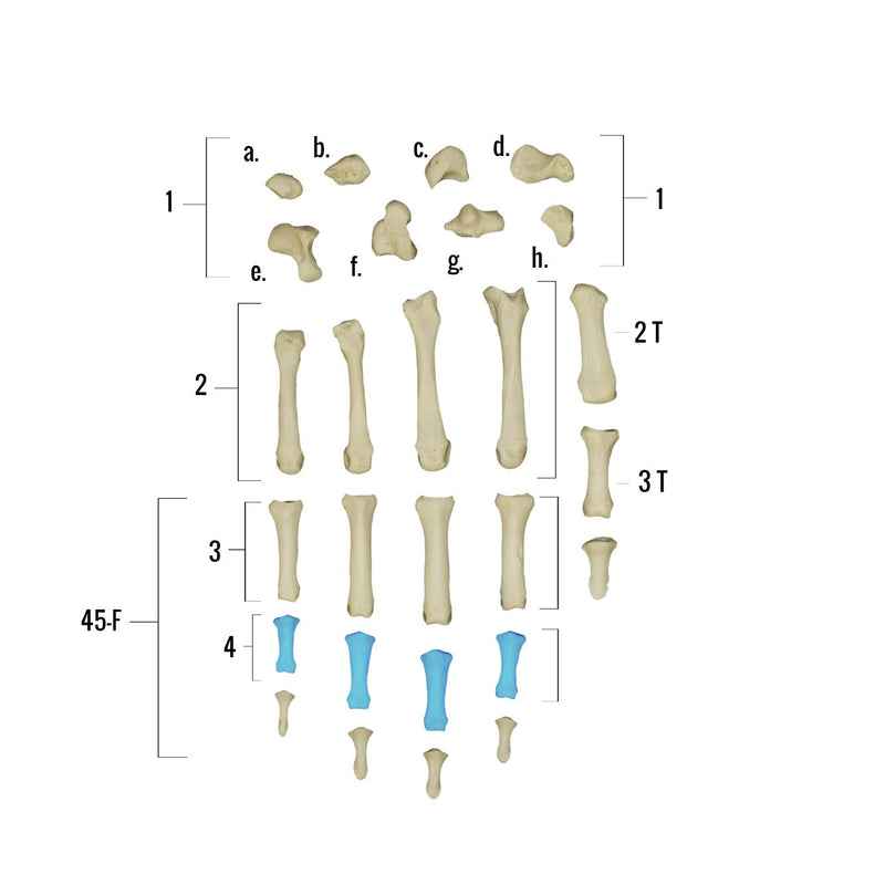 Real Human Hand - Single Individual Bones