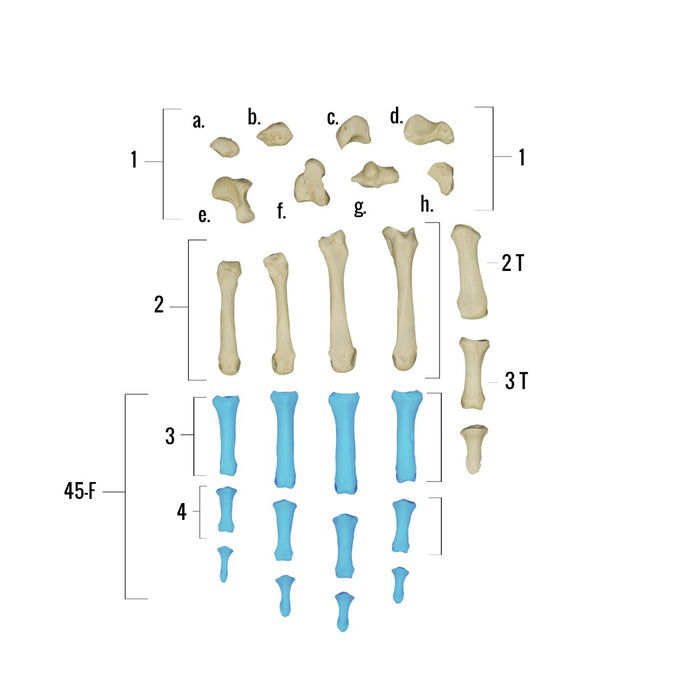 Real Human Hand - Single Individual Bones