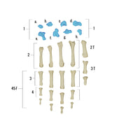 Real Human Hand - Single Individual Bones