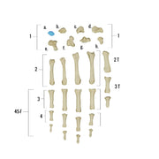 Real Human Hand - Single Individual Bones