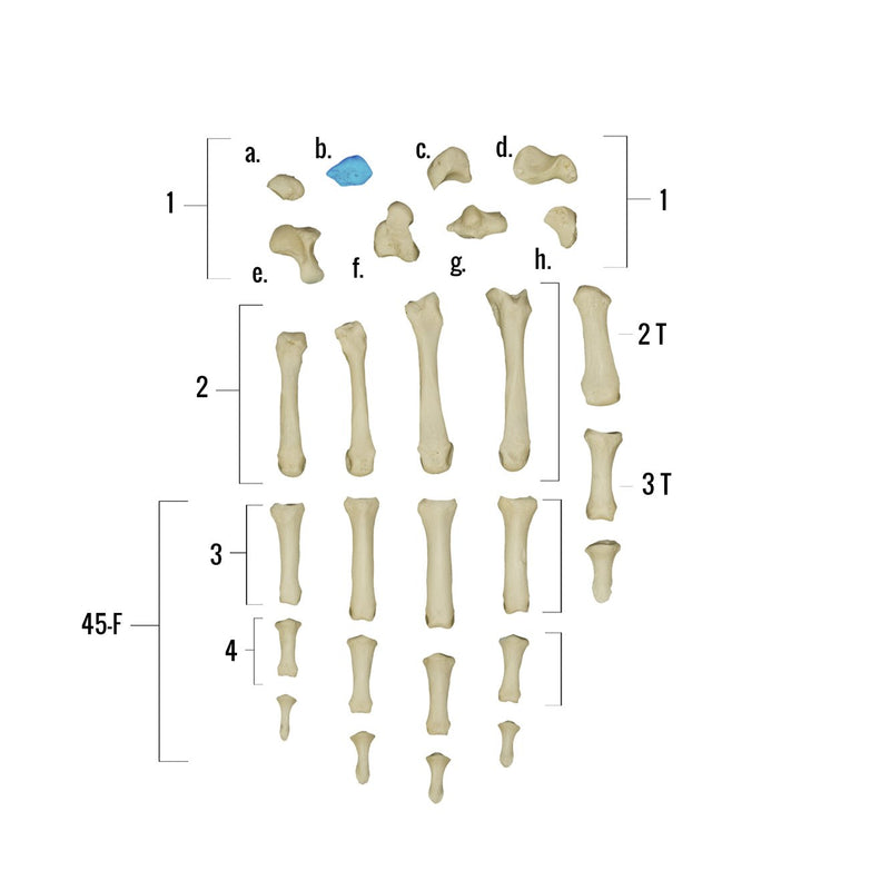 Real Human Hand - Single Individual Bones