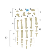 Real Human Hand - Single Individual Bones