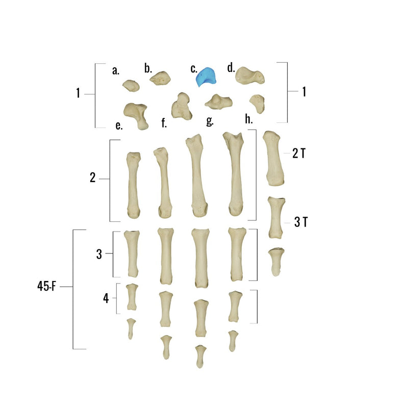 Real Human Hand - Single Individual Bones